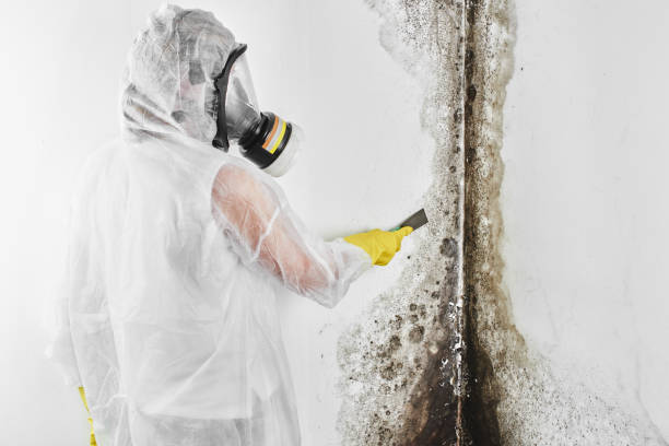 Best Mold Removal and Inspection  in Binghamton, NY