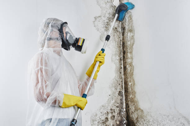 Best Attic Mold Removal  in Binghamton, NY