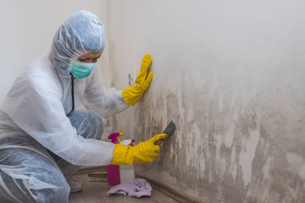 Best Emergency Mold Removal  in Binghamton, NY