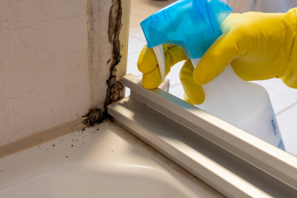 Best Fast Mold Removal  in Binghamton, NY
