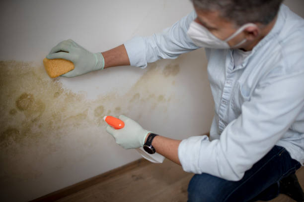 Mold Removal Process in Binghamton, NY
