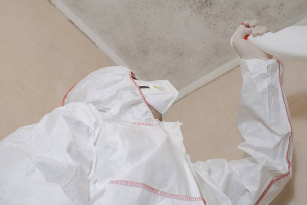Best Mold Removal Process  in Binghamton, NY