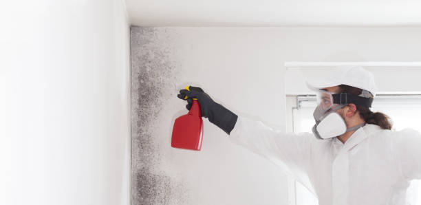 Best Local Mold Removal Service  in Binghamton, NY