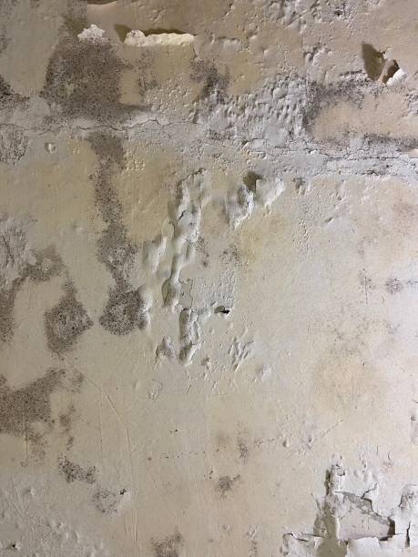 Best Certified Mold Removal  in Binghamton, NY