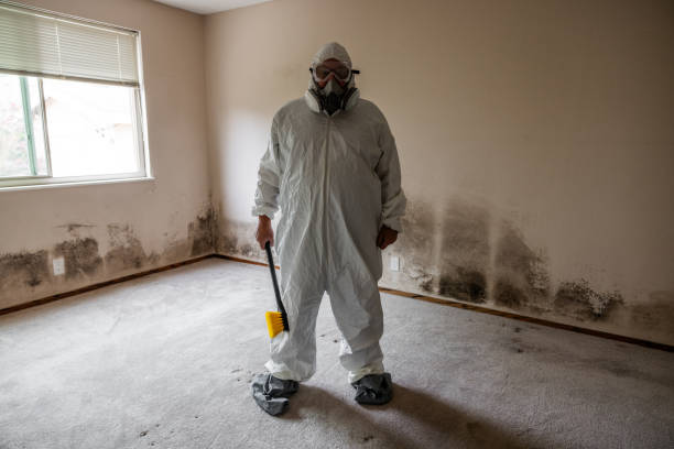 Best Mold Removal Company Near Me  in Binghamton, NY