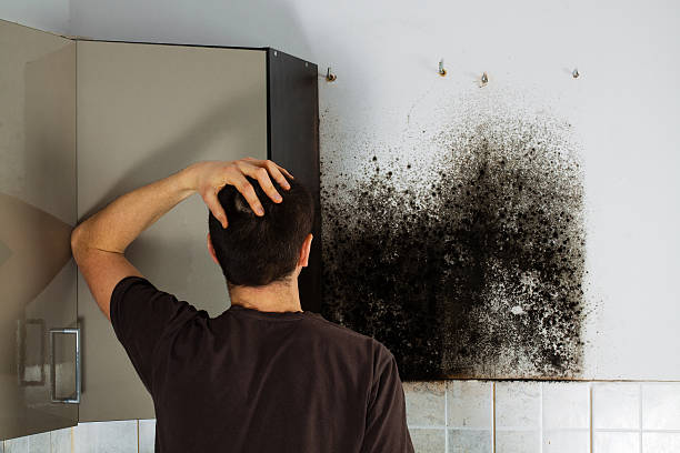 Best Mold Removal Near Me  in Binghamton, NY