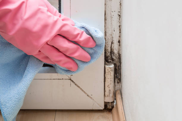 Best Toxic Mold Removal  in Binghamton, NY